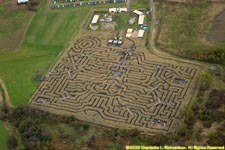the corn maze