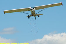 Cub candy drop