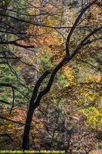 foliage